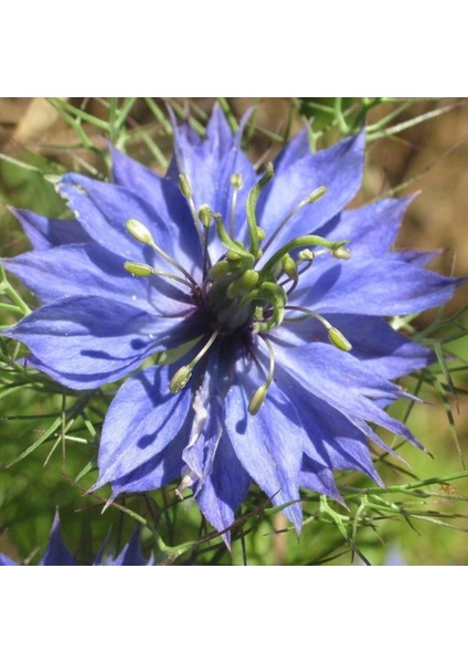 Karışık Renkli Çörek Otu Çiçeği Tohumu (850 Tohum)