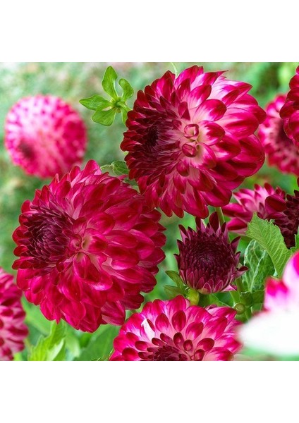 Cherry Red Ponpon Aster Çiçeği Tohumu(50 Tohum)