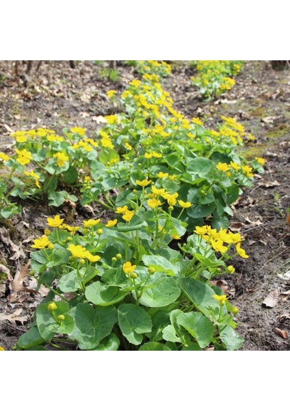 Swamp Marigold Kadife Çiçeği Tohumu(50 Tohum)