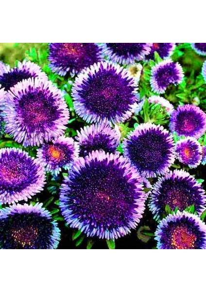 Ponpon Blue Aster Çiçeği Tohumu (50 Tohum)