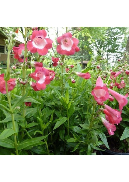 Ağlayan Pembe Renkli Penstemon Çiçeği TOHUMU(100 Tohum)