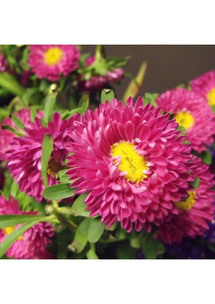 Ponpon Crimson Aster Çiçeği Tohumu (50 Tohum)