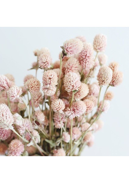 Gomphrena Globosa Somon Renkli Medine Çiçeği Tohumu(50 Tohum)