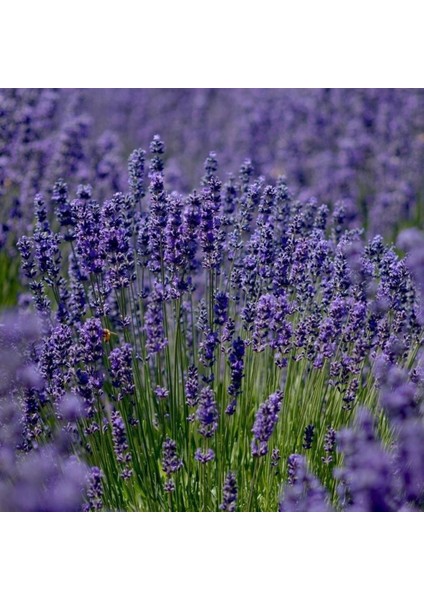 Lavandula Angustifolia Lavanta Çiçeği TOHUMU(25000 Tohum)