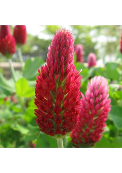 Red Love Trifolium Çiçeği Tohumu(50 Tohum)