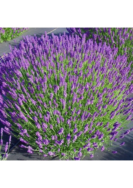 Munstead Strain Bodur Ingiliz Lavanta Çiçeği Tohumu (95 Tohum)