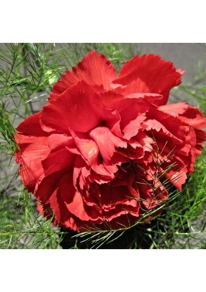 Chabaud Pure Rose Karanfil Çiçeği Tohumu(70 Adet)