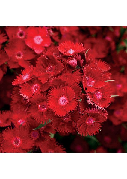 Dianthus Heddewigii Bravo Karanfil Çiçeği Tohumu (100 Adet)