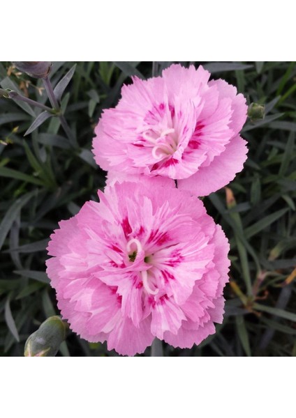 Soft Pembe La France Karanfil Çiçeği Tohumu(25 Tohum)