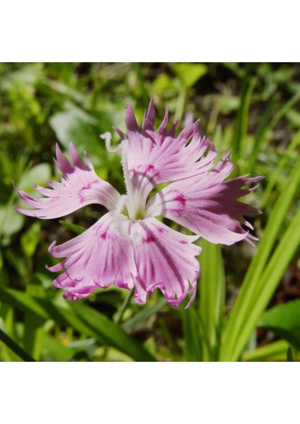 Püsküllü Pembe Dianthus Çiçeği Tohumu(50 Adet)
