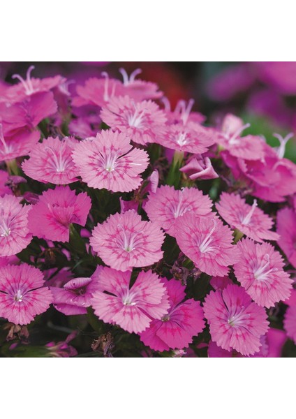 Koyu Pembe Dianthus Çiçeği Tohumu(50 Tohum)
