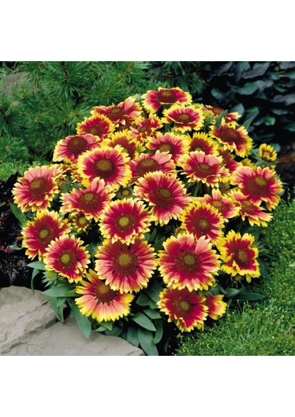 Indian Blanket Gaillardia Gayret Çiçeği Tohumu(30 Adet)