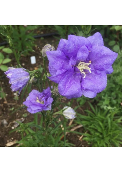 Light Blue Campanula Çan Çiçeği Tohumu (100 Tohum)