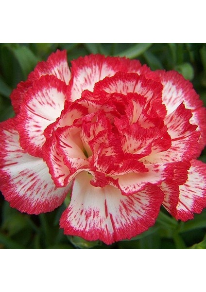 Avranchin Alacalı Karanfil Çiçeği Tohumu (190 Tohum)