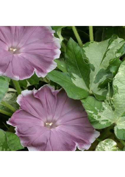 Büyük Çiçekli Ipomea Nil Chocolate White Edge Japon Gündüz Sefası Çiçeği(5 Tohum)