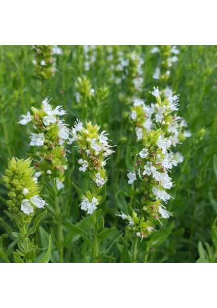 Dev Meksida Beyazı Hyssop Çiçeği Tohumu(50 Tohum)