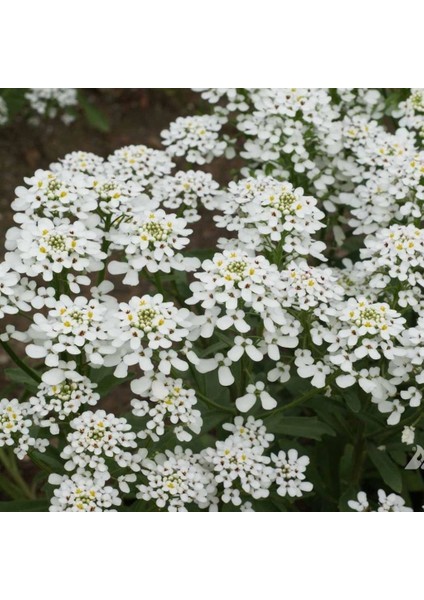 Rocket Candytuft Iberis Çiçeği TOHUMU(100 Tohum)
