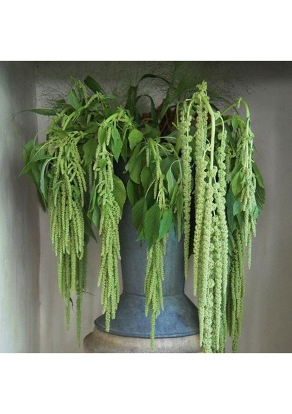 Amaranthus Caudatus Çiçeği Tohumu(50 Tohum)