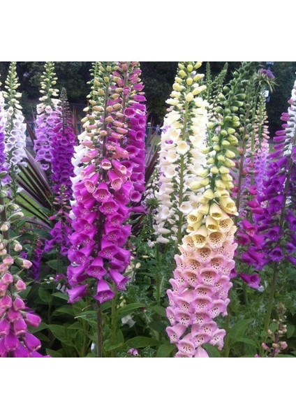 Karışık Renkli Yüksük(Yavşan) Otu Çiçeği TOHUMU(100 Tohum)