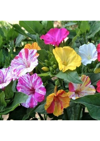 Bicolor Mixed Akşam Sefası Çiçeği Tohumu(20 Tohum)