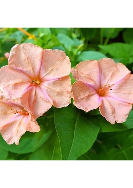 Salmon Akşam Sefası Çiçeği Tohumu(20 Tohum)