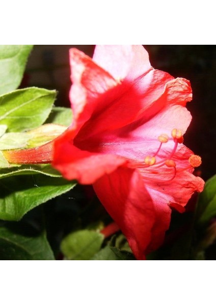 Bright Red Akşam Sefası Çiçeği Tohumu(20 Tohum)