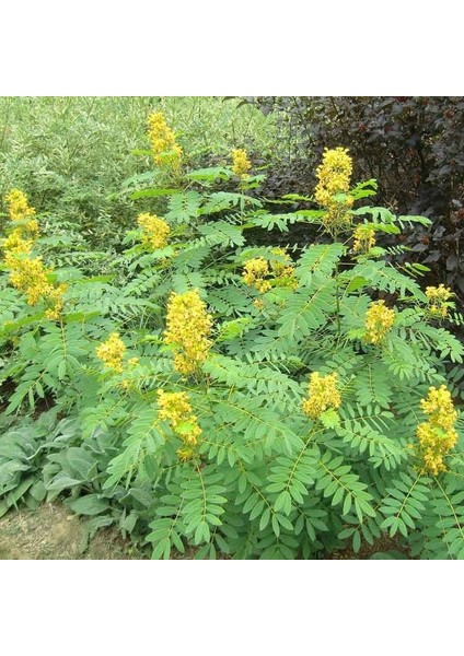 Midewiwan Sacred Tobacco Çiçeği Tohumu(40 Tohum)