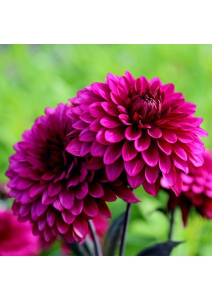 Dahlia Çiçekli Violet Quen Zinya Çiçeği Tohumu(40 Tohum)