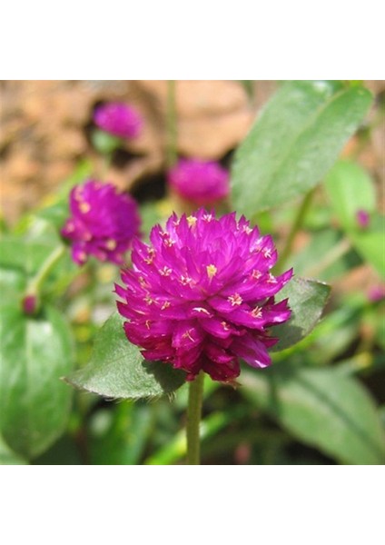 Gomphrena Globosa Koyu Pembe Medine Çiçeği Tohumu(50 Tohum)