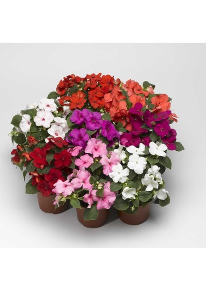 Saksılık Wallerine Carmine Bodur Cam Güzeli Çiçeği Tohumu(20 Tohum)