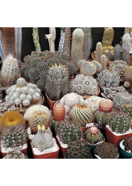 Karışık Kaktüs Bitkileri Çiçeği Tohumu (100 Tohum)