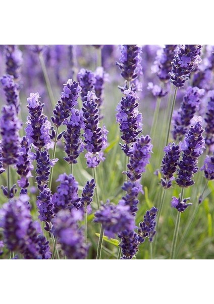 Lavandula Angustifolia Lavanta Çiçeği Tohumu(10 Gram)