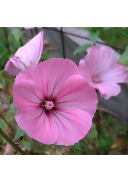 Lavatera Trimestris Regis Pure White Pamuk Çiçeği Tohumu(50 Tohum)
