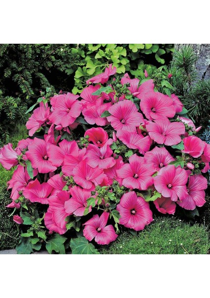 Lavatera Trimestris Regis Carmine Pamuk Çiçeği Tohumu(50 Tohum)
