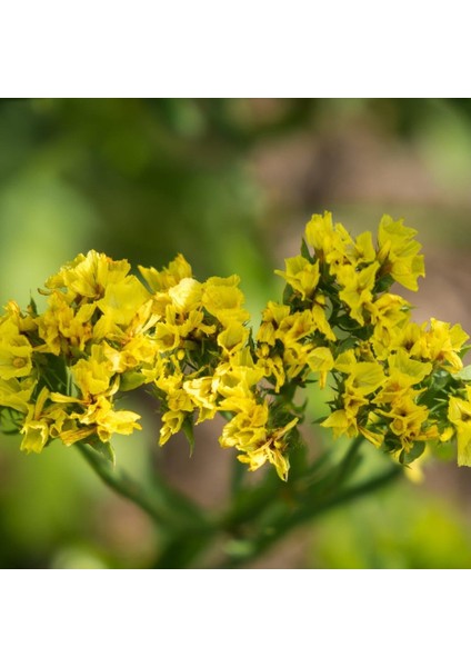 Limonium Sinuatum Deep Yellow Deniz Lavantası Tohumu(30 Tohum)