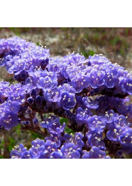 Limonium Sinuatum Blue River Deniz Lavantası Tohumu (30 Tohum)