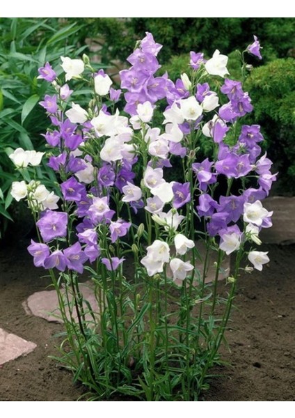 Katmerli Campanula Karışık Çan Çiçeği Tohumu (100 Tohum)