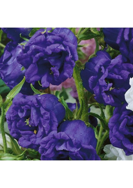 Calycanthema ‘cup & Saucer’ Campanula Karışık Çan Çiçeği Tohumu (100 Tohum)