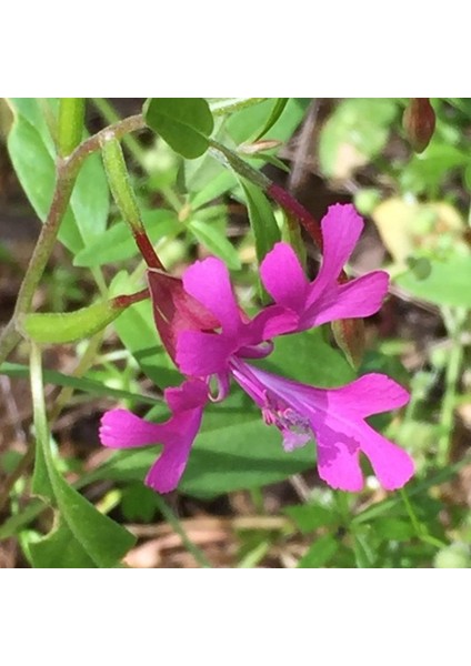 Elegant Klarkiya Çiçeği Tohumu (100 Tohum)