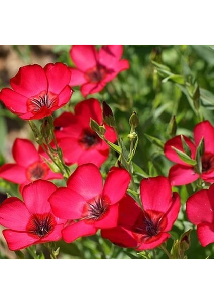 Kırmızı Renkli Linum Çiçeği TOHUMU(100 Adet)