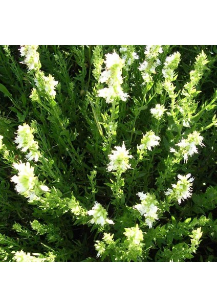 Dev Çiçek Beyaz Mexicana Hysop Çiçeği (50 Tohum)