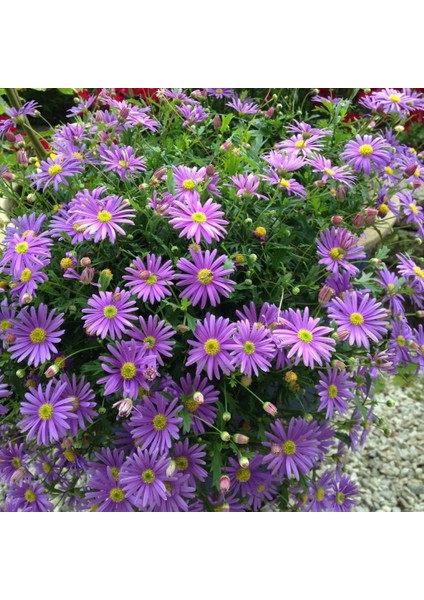 Karışık Renkli Splendour Brachycome Çiçeği Tohumu (200 Tohum)