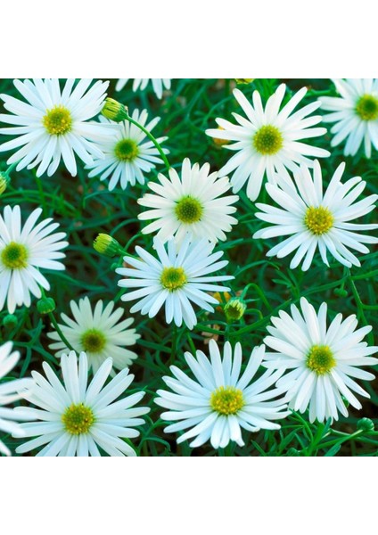 White Splendour Brachycome Çiçeği Tohumu (200 Tohum)