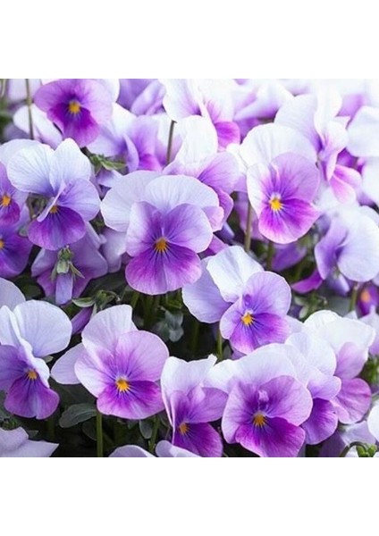 Lila Renk Frenk Menekşesi TOHUMU(100 Adet)