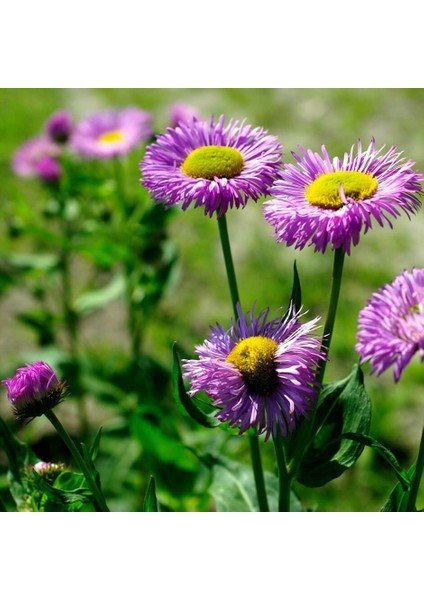 Clear Blue Erigeron Çiçeği Tohumu(50 Tohum)