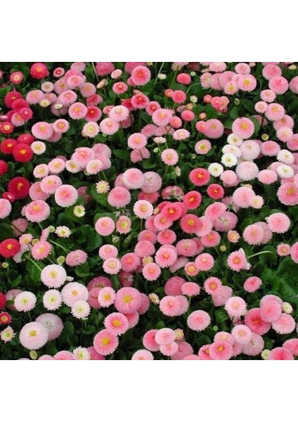 Katmerli Ponpon Colour Ingiliz Çayır Papatyası Çiçeği TOHUMU(100 Tohum)