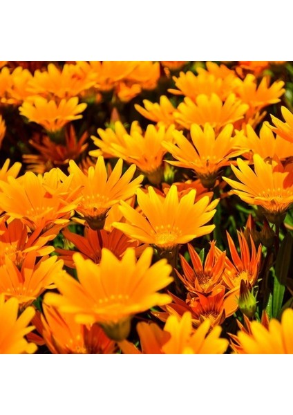 Afrika Papatyası Çiçeği Tohumu(30 Tohum)