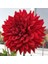 3 Adet Yıldız Çiçeği Soğanı ( Dahlıa Yumrusu) Kırmızı 1