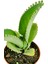 Aşkın Gözyaşı Çiçeği Mini (Kalanchoe Daigremontiana) 3