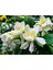Gardenya Çiçeği Fidanı Saksılı 40 cm 60 cm 2